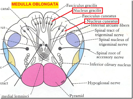 tracts ascending descending medulla cuneate nucleus gracile oblongata tract neuron